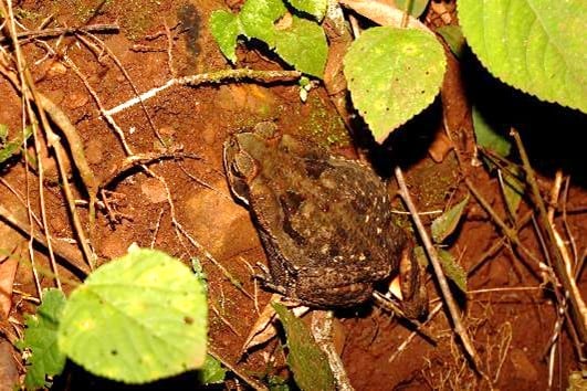 Sapo-cururu | Rhinella diptycha