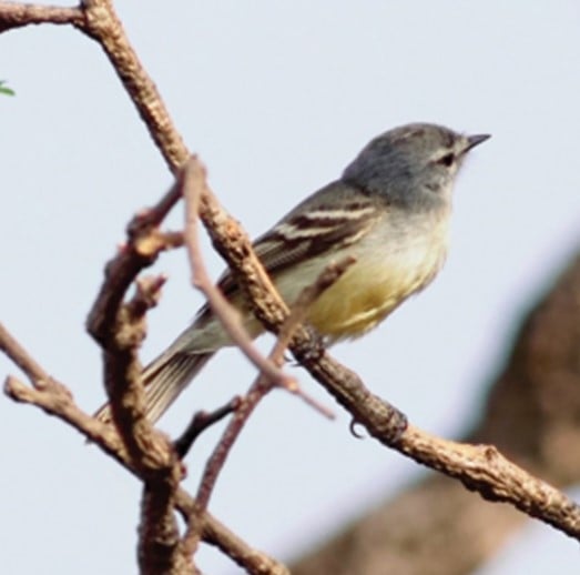 Alegrinho | Serpophaga subcristata