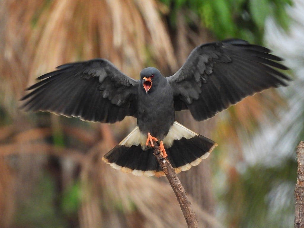 Monitoramento de fauna é realizado pela Delta Sucroenergia